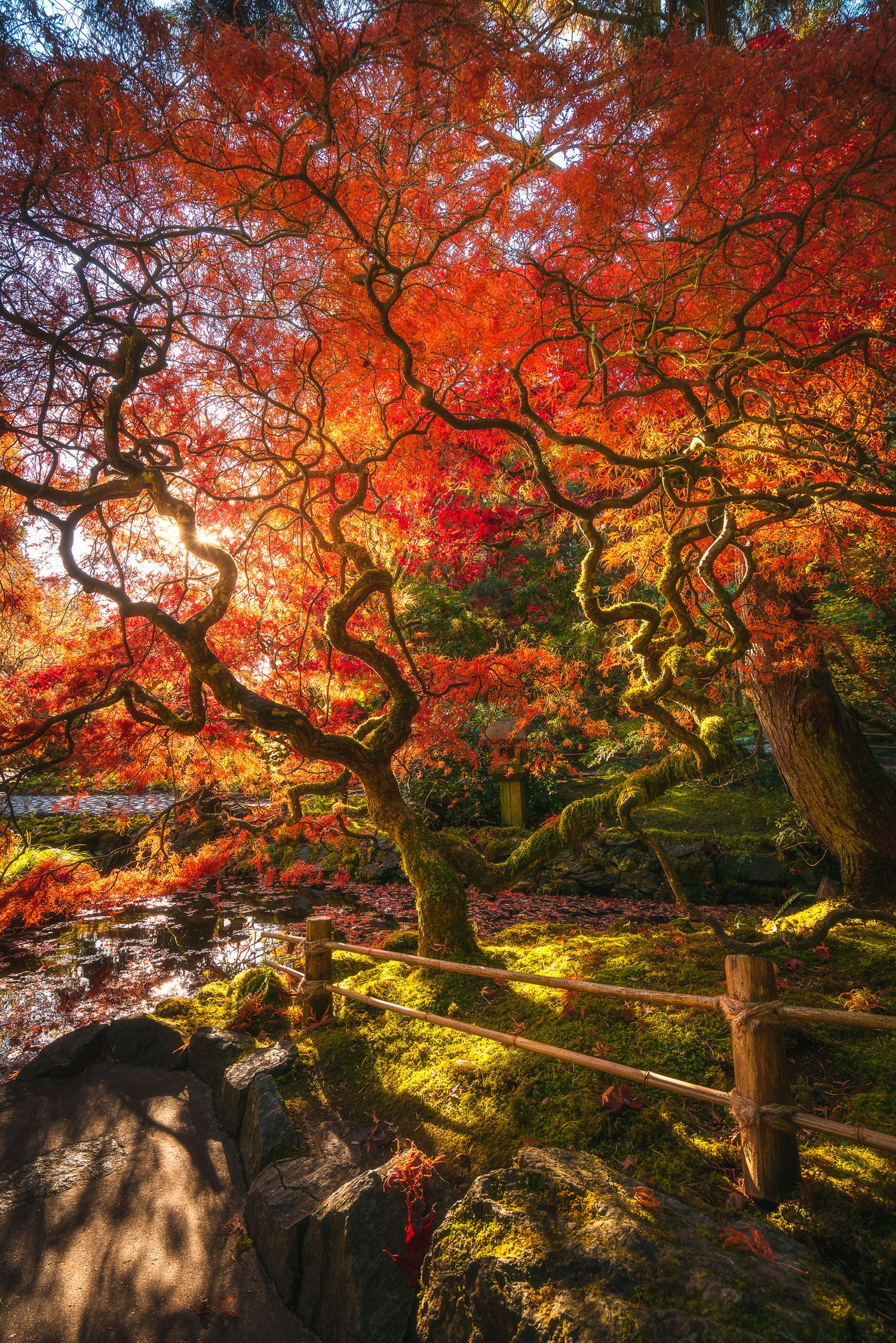 Twisted red Japanese maple tree with vibrant autumn foliage over moss-covered rocks and wooden fence.