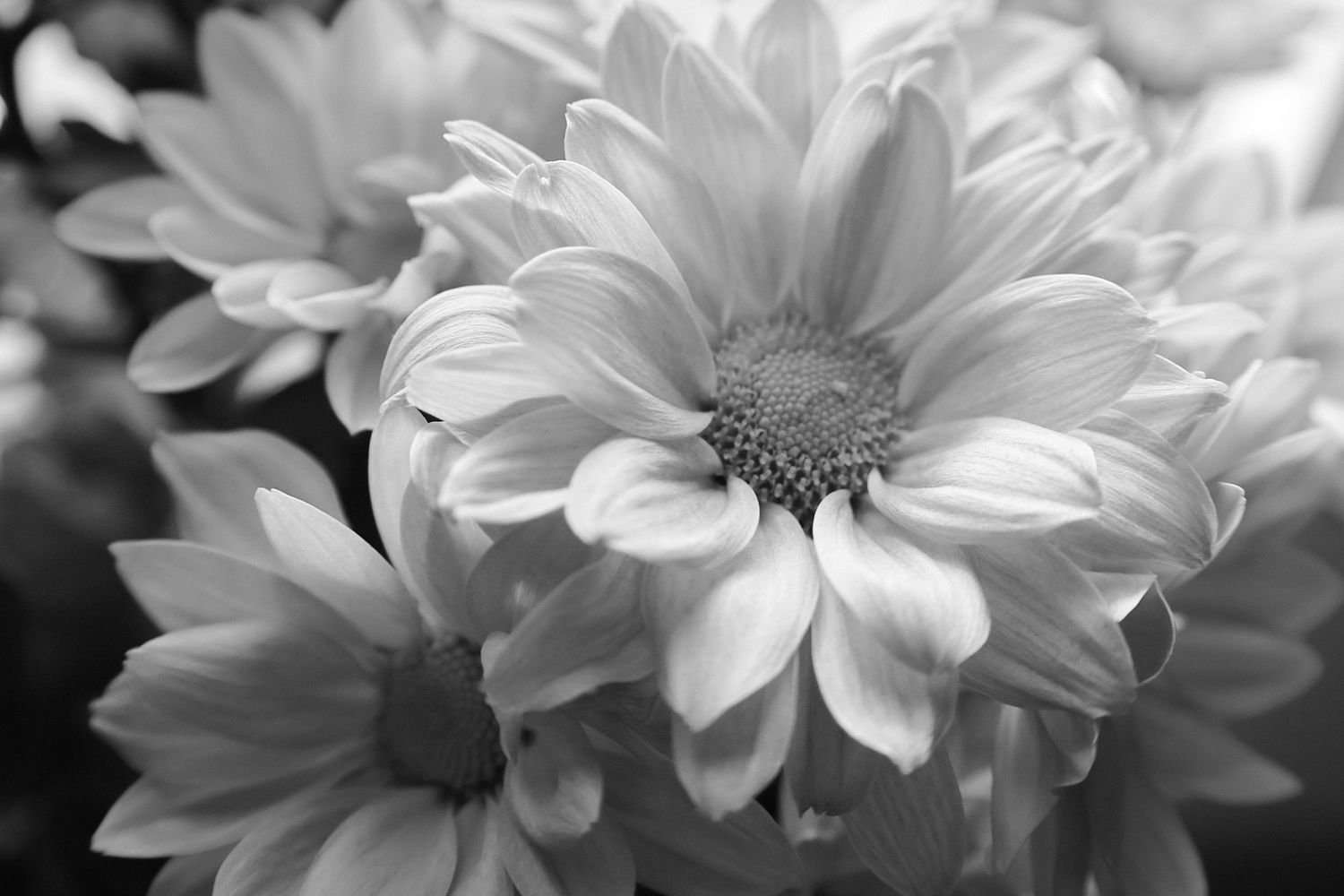 Black and white close-up of blooming chrysanthemum flowers with delicate layered petals.