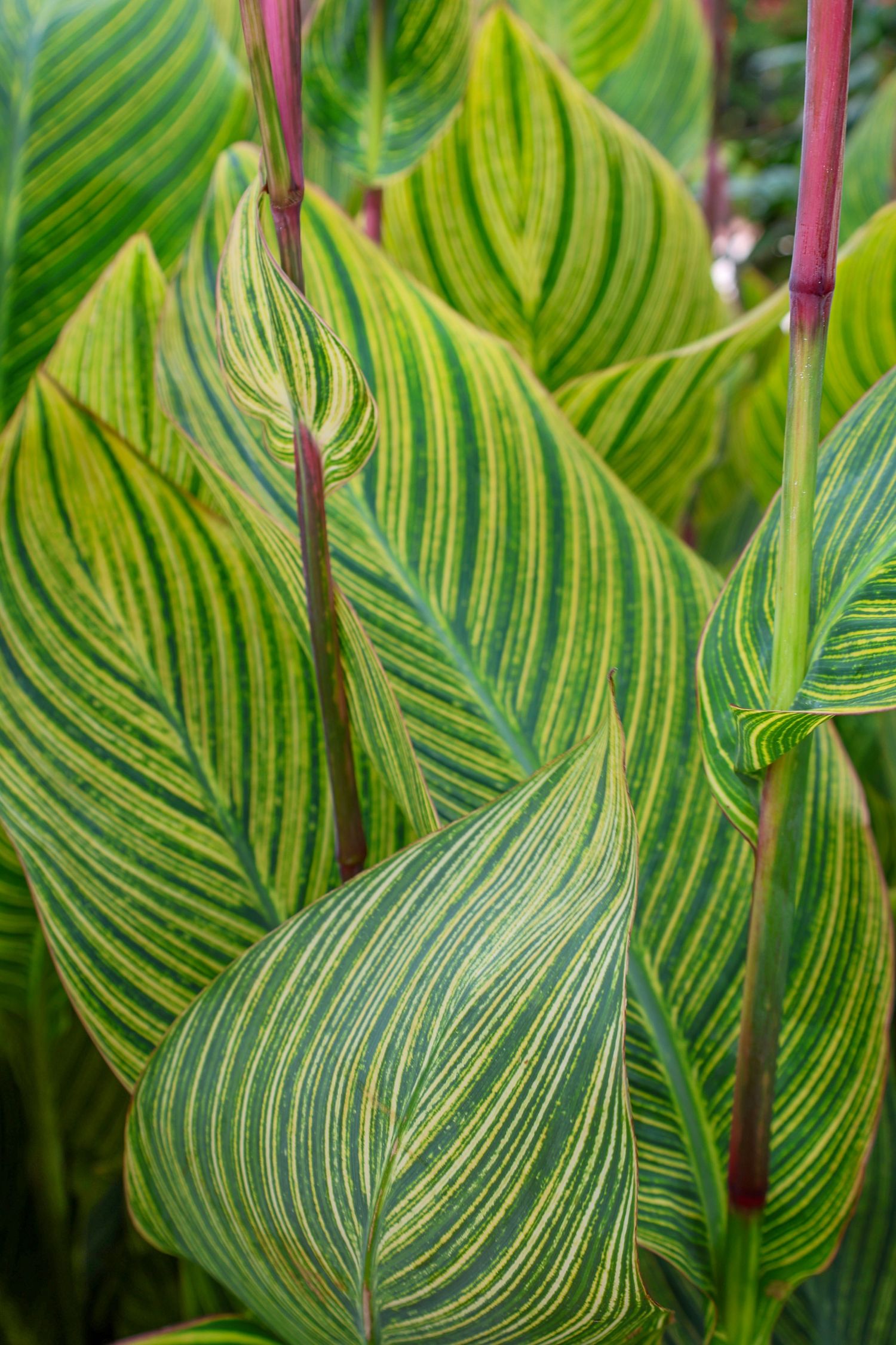 Close-up of vibrant striped Canna lily leaves with yellow-green variegation and red stems in a lush garden.