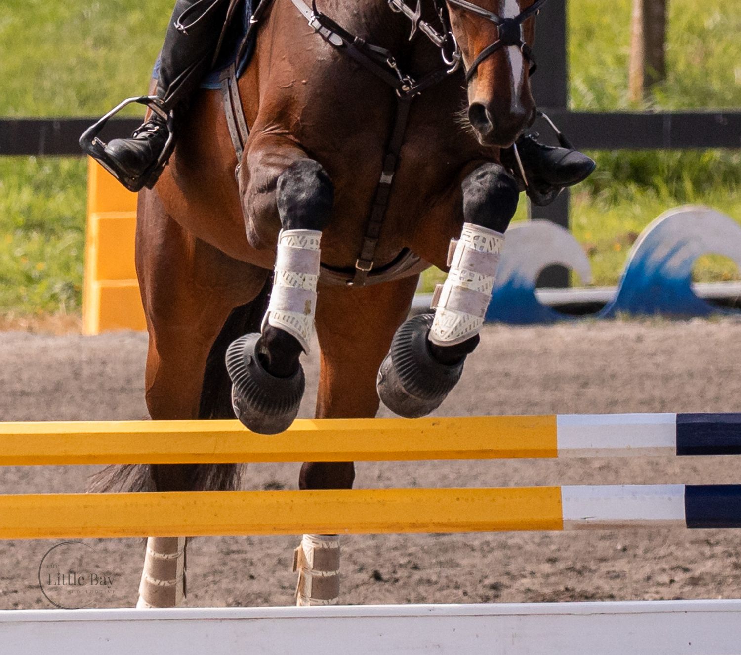 Bay horse jumping over yellow and blue rails wearing white sport boots in an equestrian arena.