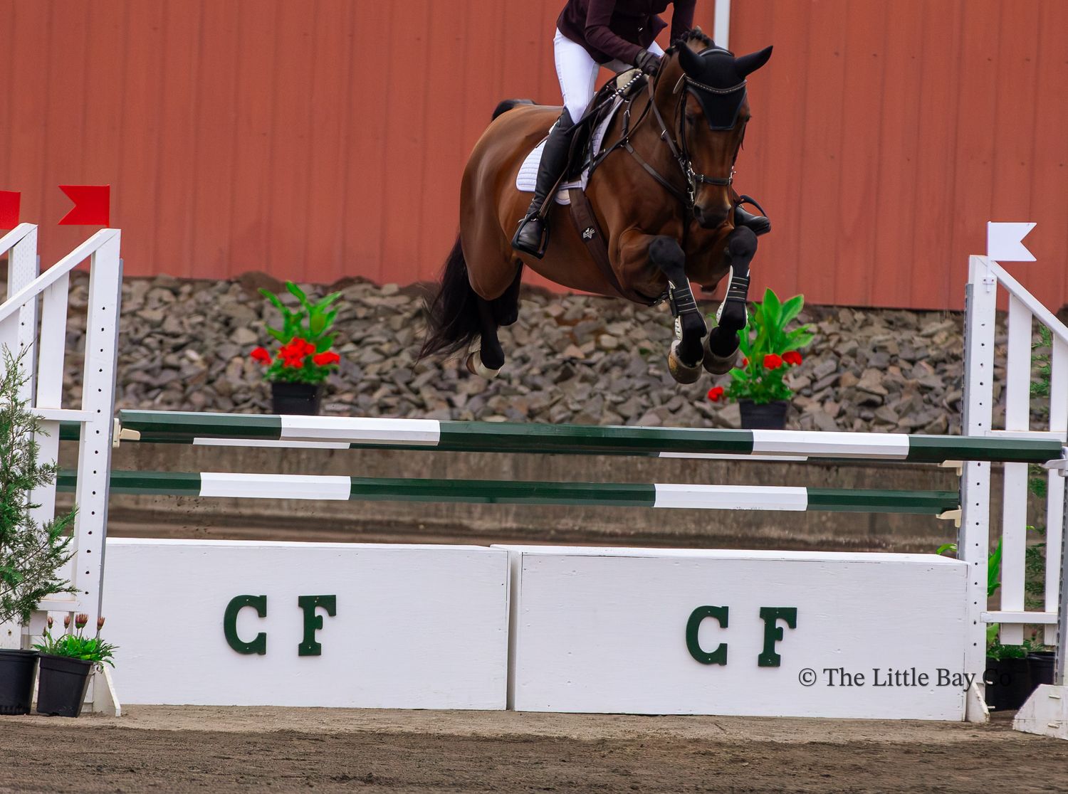A bay horse and rider jumping over a white CF-branded fence obstacle in an indoor equestrian show jumping competition.