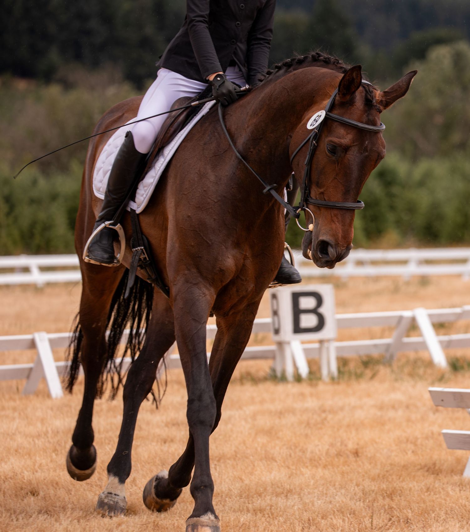 Rider in white breeches on a chestnut horse performing dressage near a letter B marker.