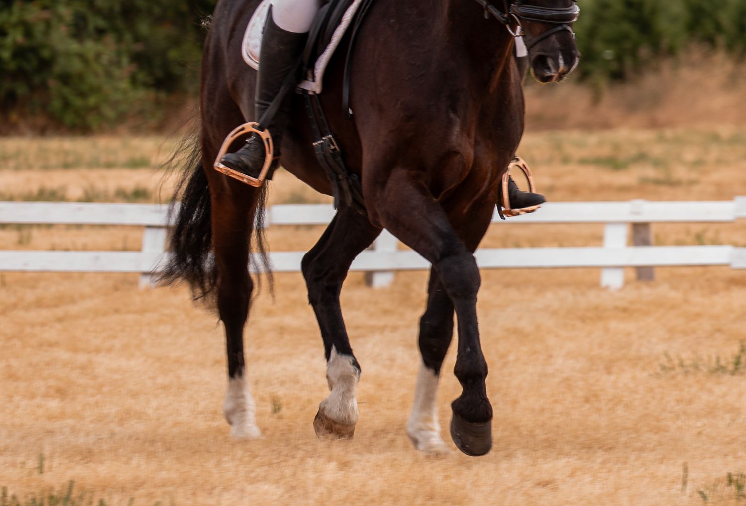 Close-up of a dark bay horse with stirrups walking in a dry sandy dressage arena.