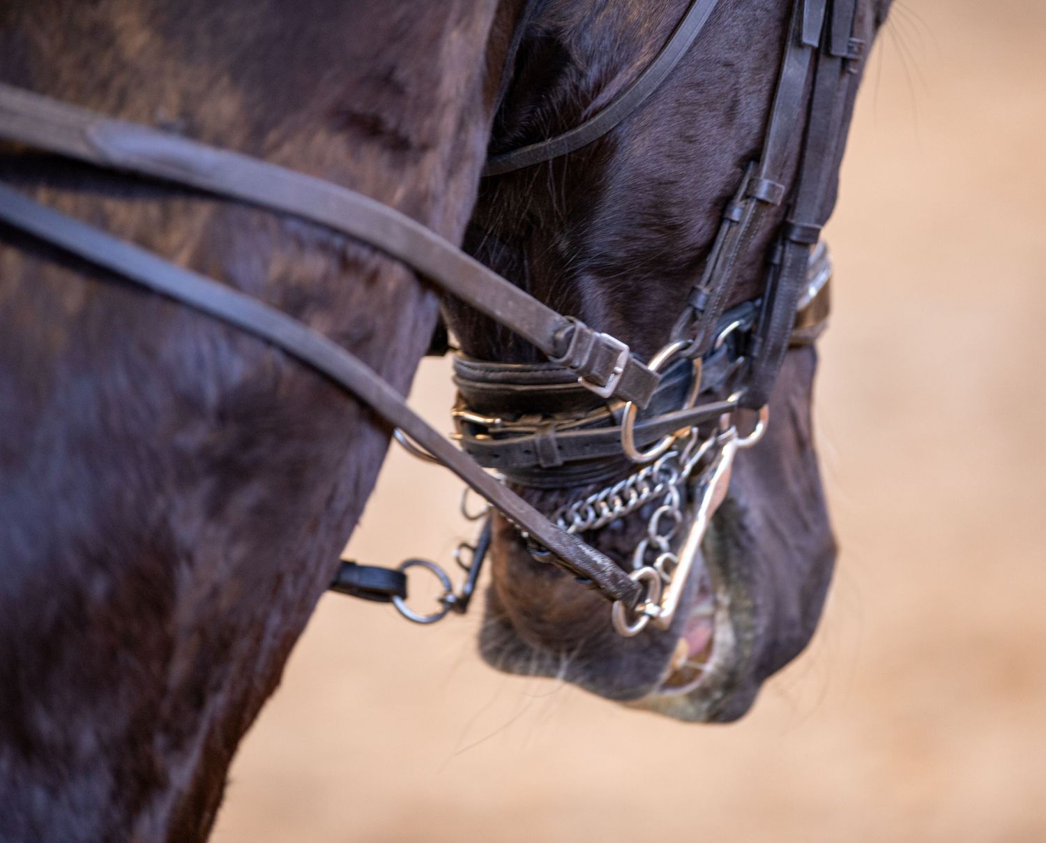Side profile of a horse in a double bridle.