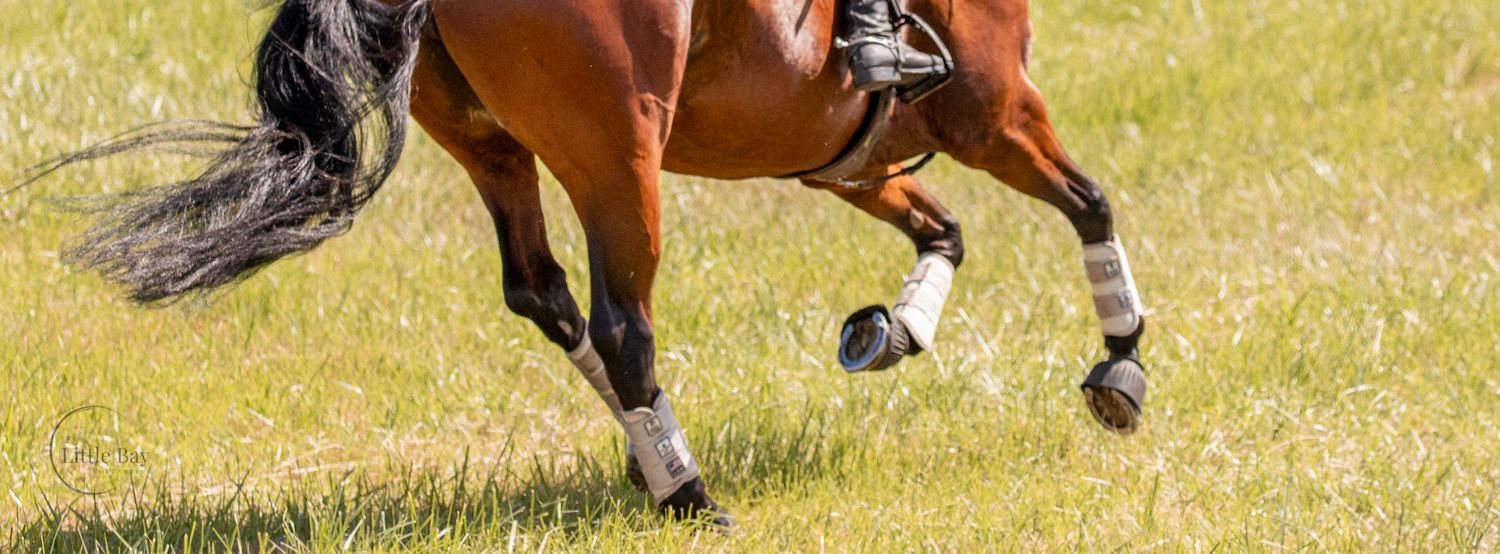 A bay horse with white leg wraps gallops energetically across a lush green grass field during an equestrian event.