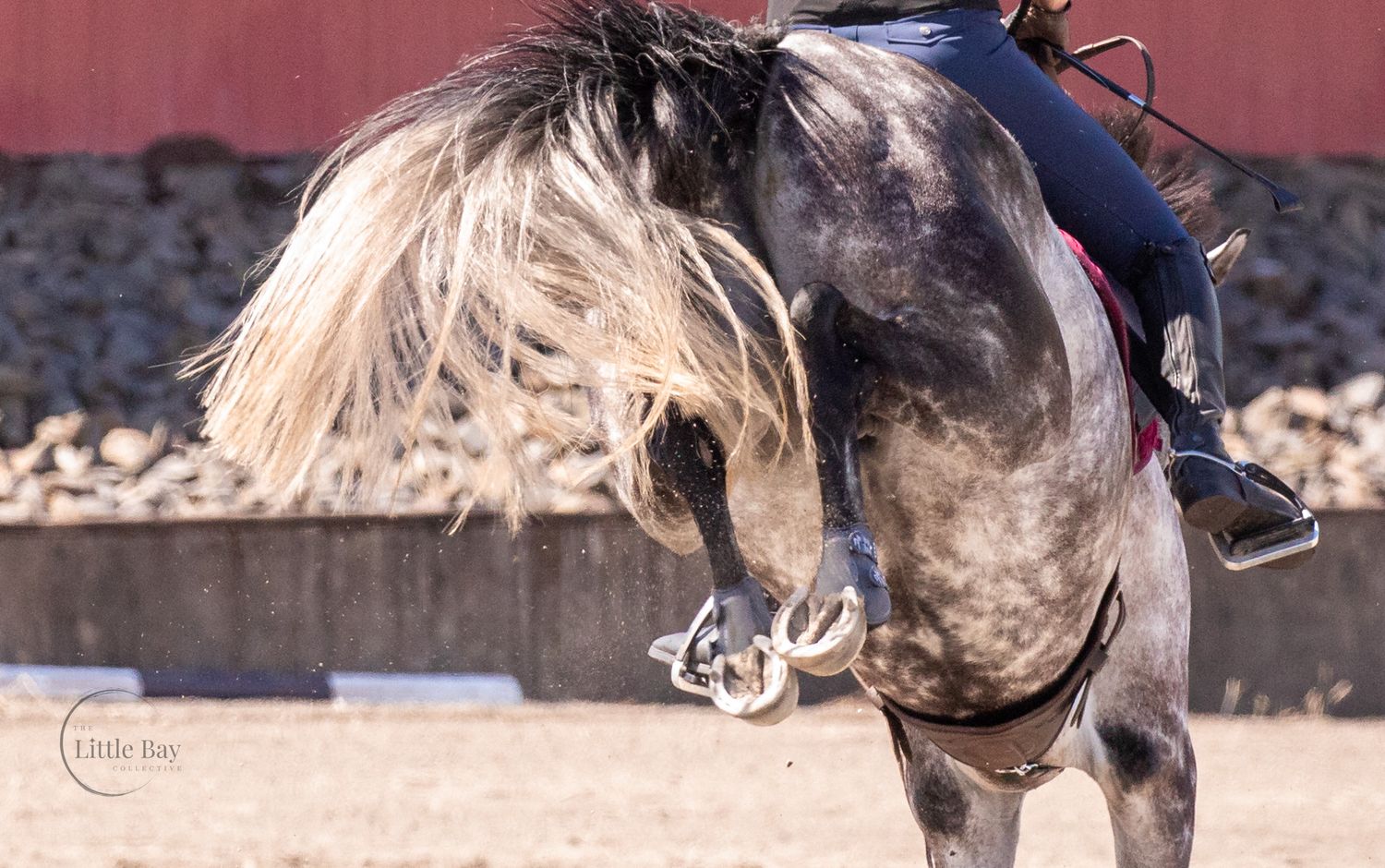 Dapple gray horse rearing up with flowing mane during an equestrian riding session in an indoor arena.