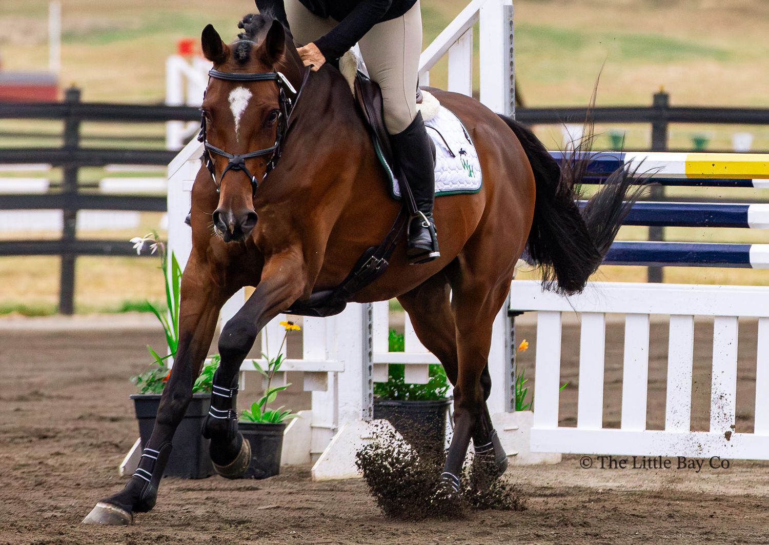 Bay horse and rider competing in show jumping, navigating a white fence obstacle.