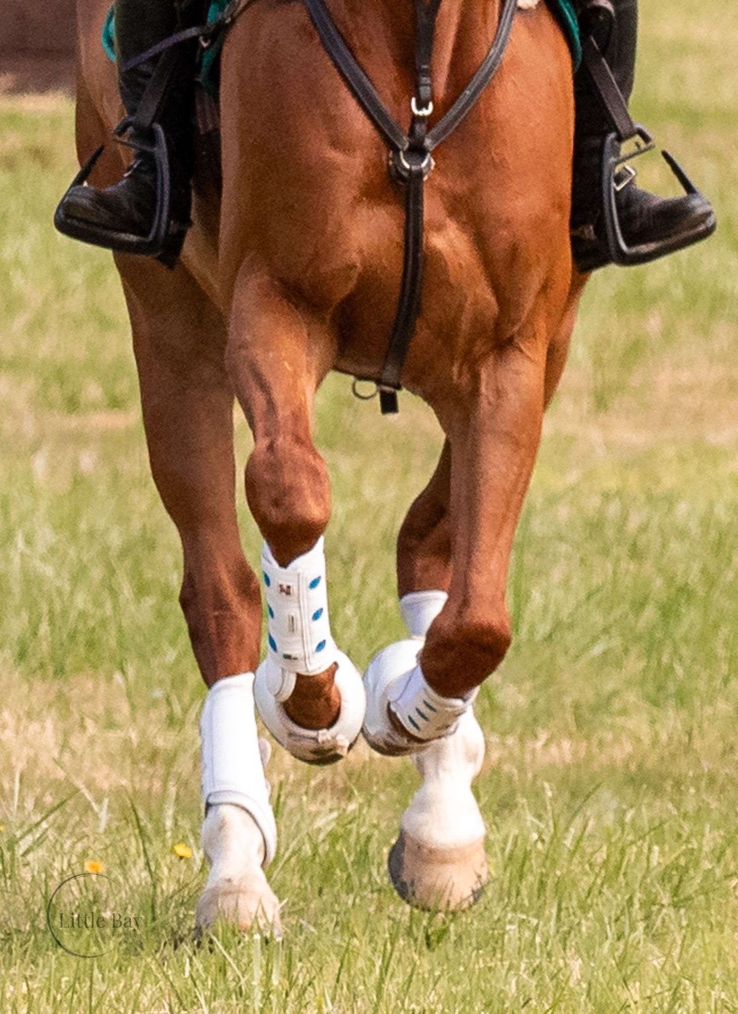Close-up of a chestnut horse's legs wearing white sport boots while trotting on green grass.