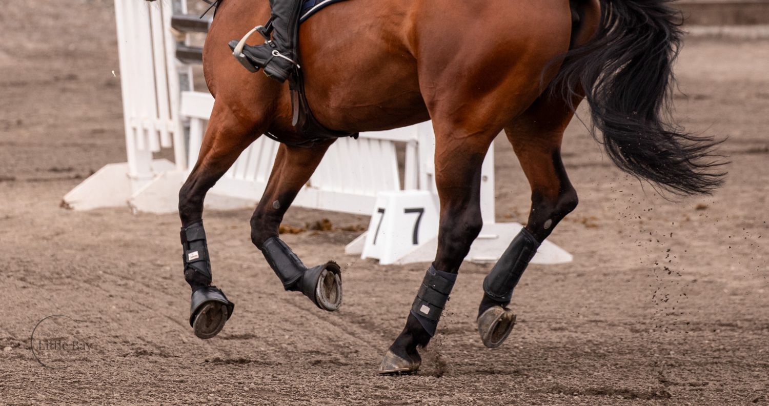 Close-up of a bay horse's legs cantering in a sandy arena near a white jump standard.
