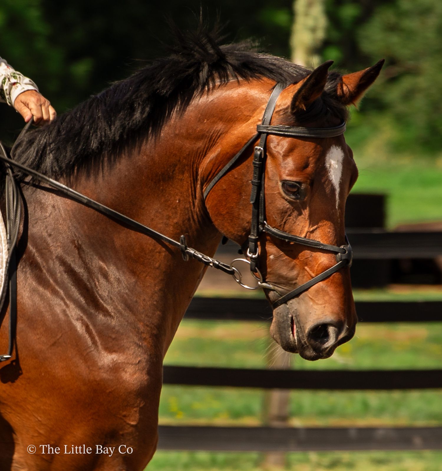 Bay horse wearing a black bridle stands in sunlight, with a rider partially visible, set against a green outdoor backdrop.