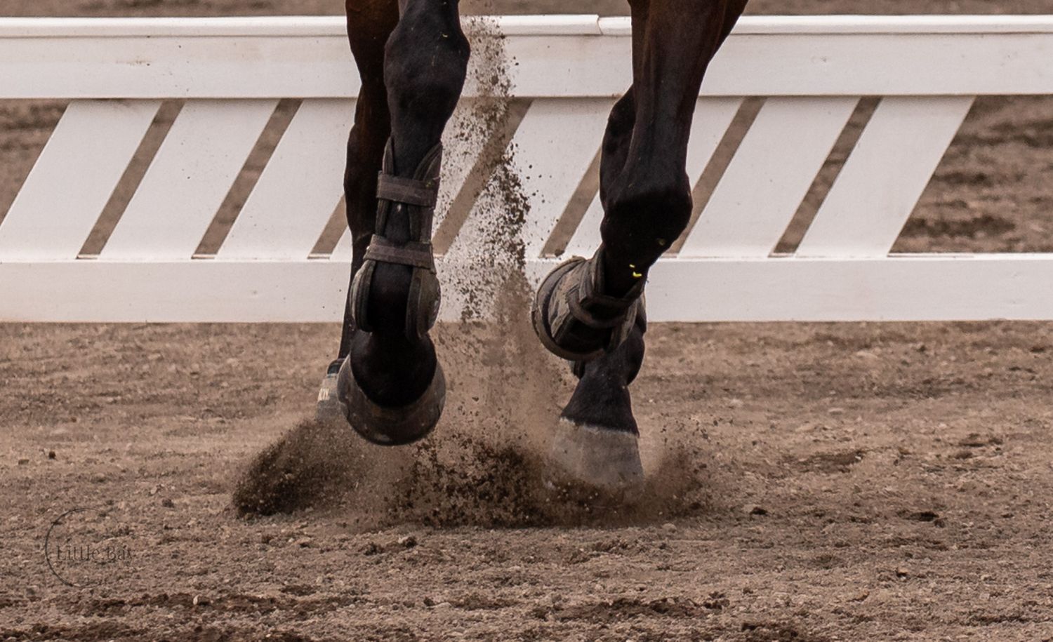 Close-up of a dark horse's hooves kicking up sand while galloping in an equestrian arena.