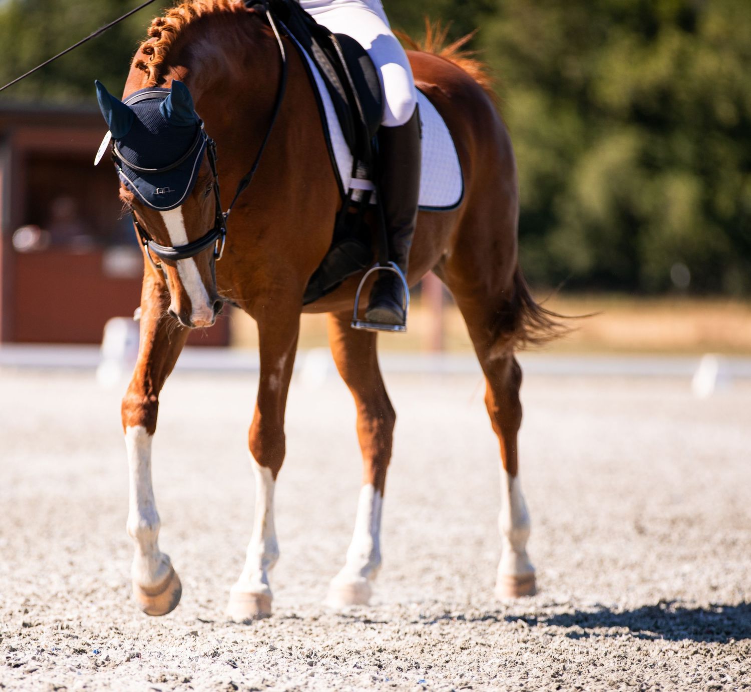 A rider and her chestnut horse walk out of the arena after a dressage test.