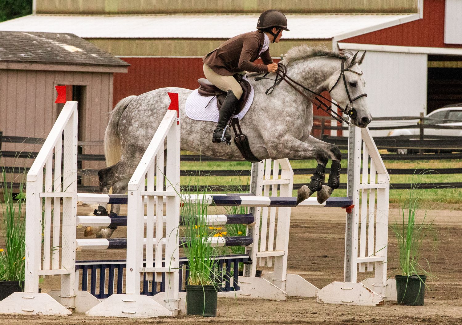 Rider on gray dapple horse jumping white fence obstacle at equestrian show jumping competition.