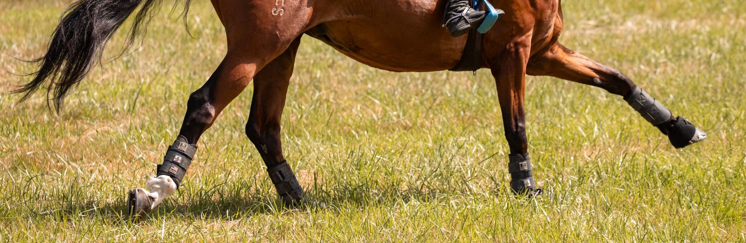A bay horse galloping across a green grass field wearing black leg wraps and riding tack in motion.