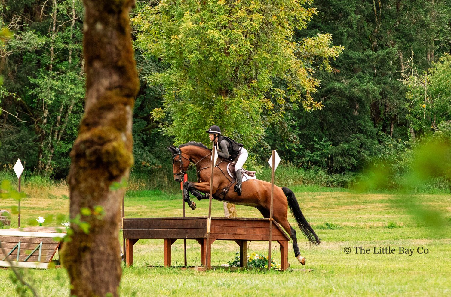 Equestrian rider on chestnut horse jumping cross-country fence in lush green arena surrounded by trees.
