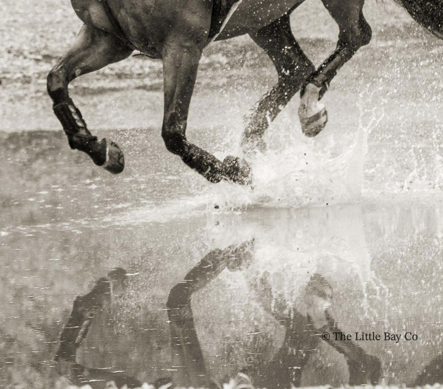 Black and white photo of a horse galloping through water, splashing dramatically with its reflection visible below.