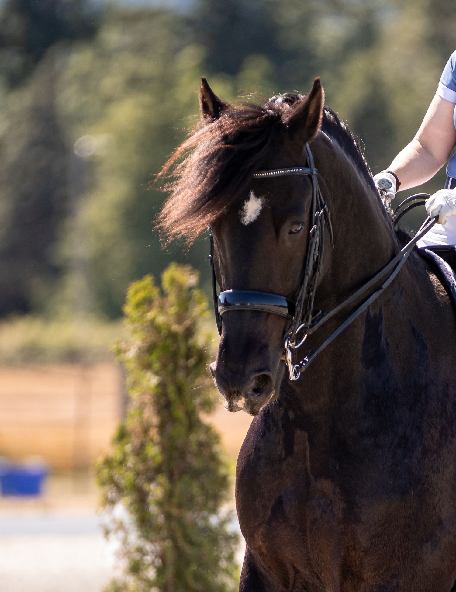 A black horse with a white star compete in dressage.