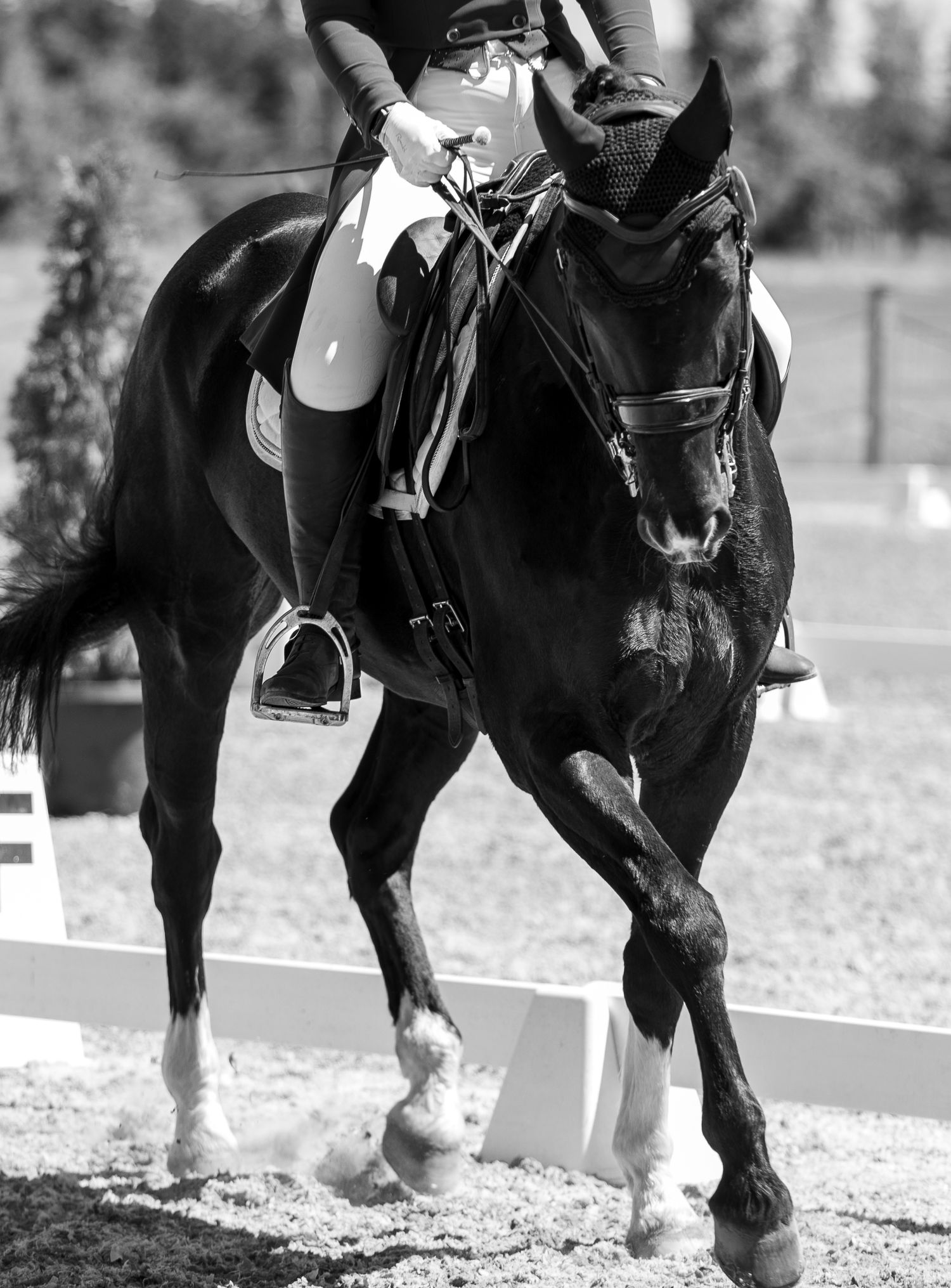 A black and white photo of a horse completing a dressage test.