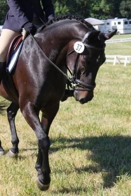 Dark bay horse warming up for a show.