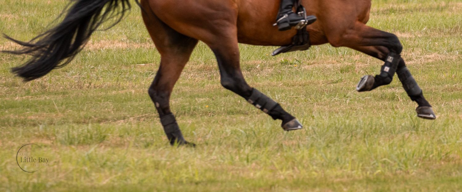 Bay horse galloping across green grass wearing black sport boots during an equestrian event.