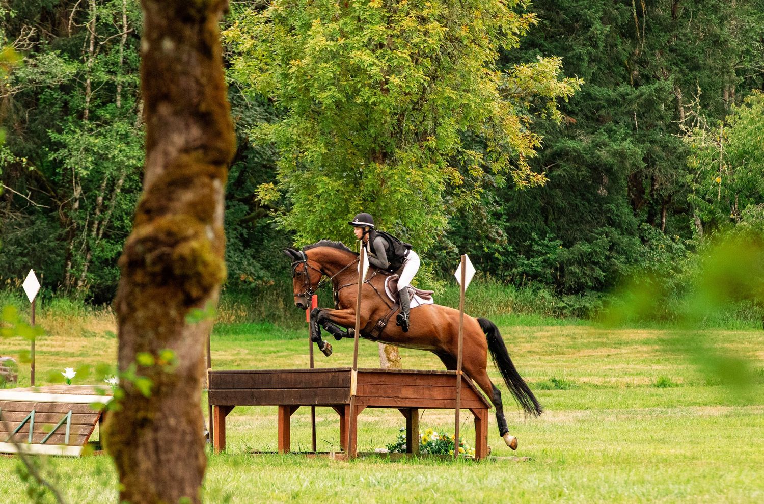 Equestrian rider on chestnut horse jumping over wooden fence obstacle in lush green forest setting.