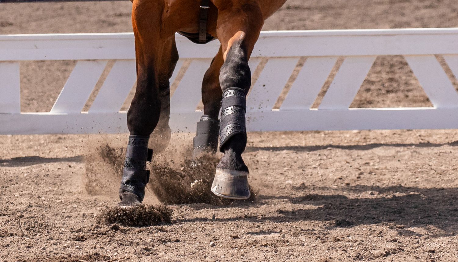 Close-up of a bay horse's legs with black boots kicking up dirt in an equestrian arena.