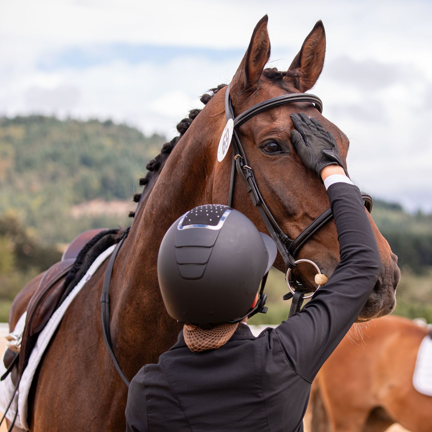 Equestrian rider in black helmet gently touching the face of a chestnut dressage horse outdoors.