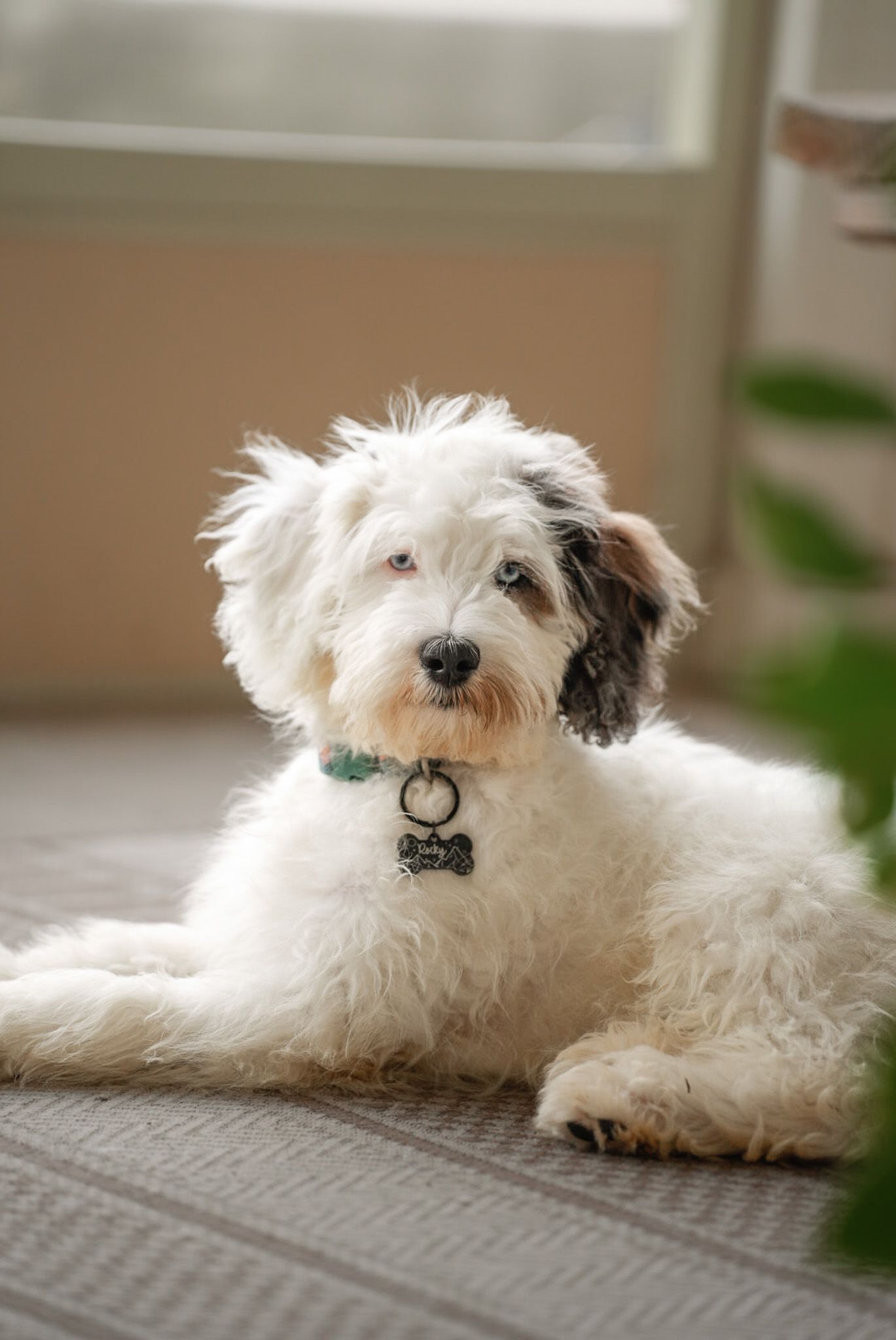 A white mixed-breed dog relaxes on a gray carpet near indoor plants.