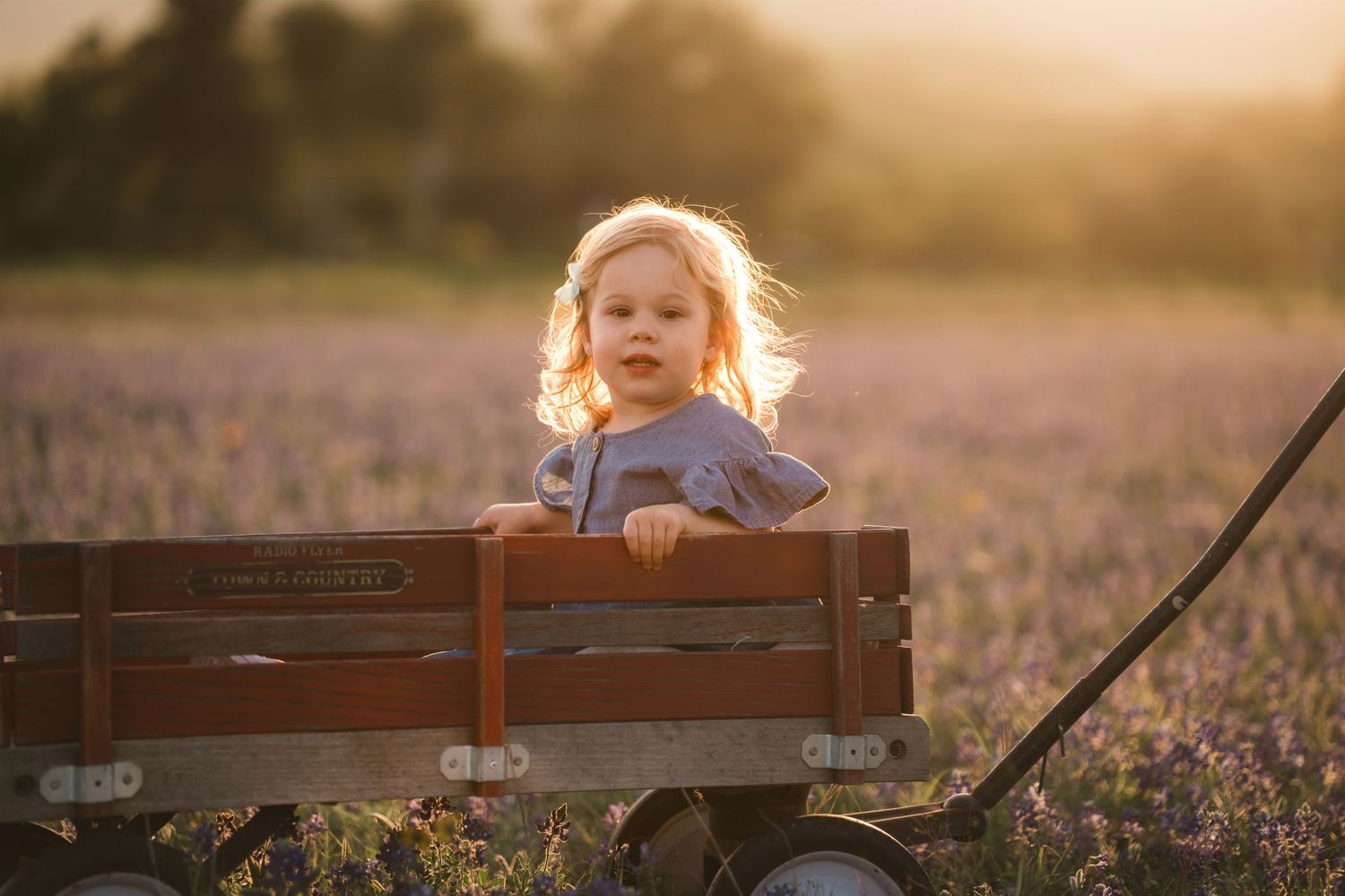 A wooden wagon sits in a blooming lavender field at sunset with golden light illuminating the scene.