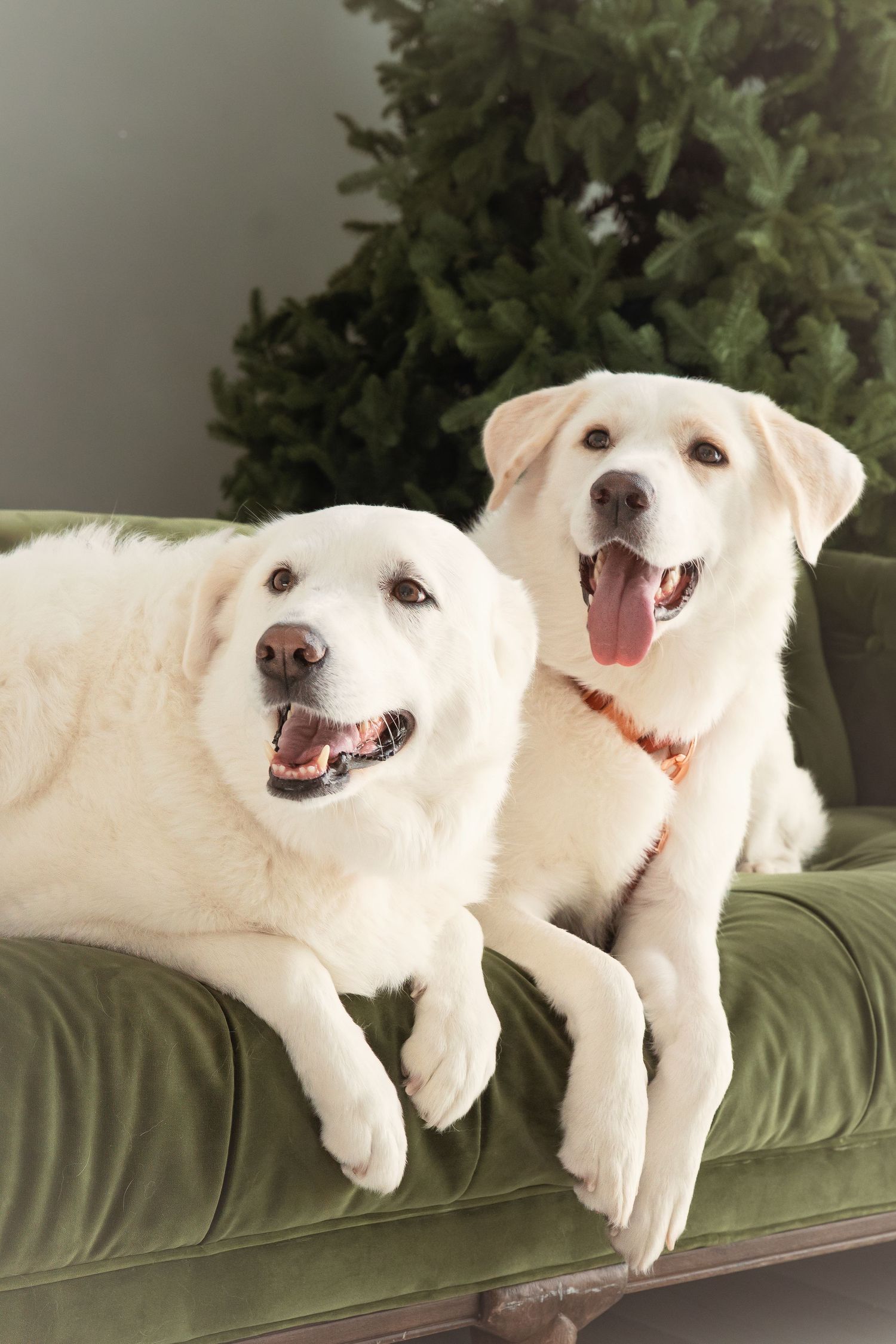 Two white Labrador dogs lounging on a green velvet sofa in front of a Christmas tree.