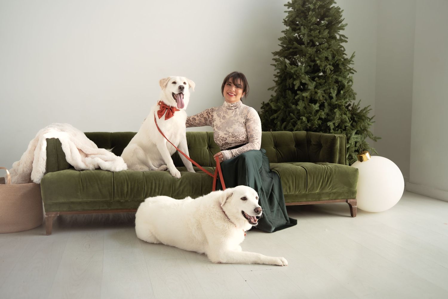 Woman with two white Labrador dogs on green velvet sofa near Christmas tree in festive holiday photo session.