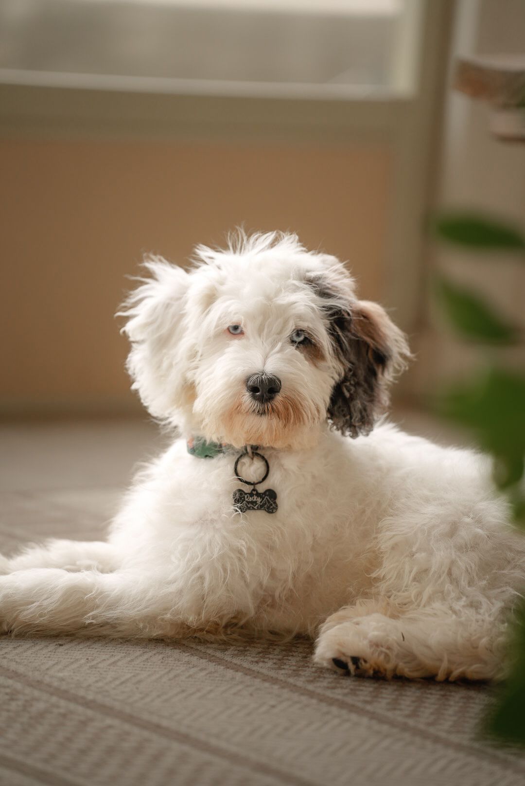 Fluffy white and brown Havanese puppy wearing a teal collar with bone tag, lying on carpet indoors.
