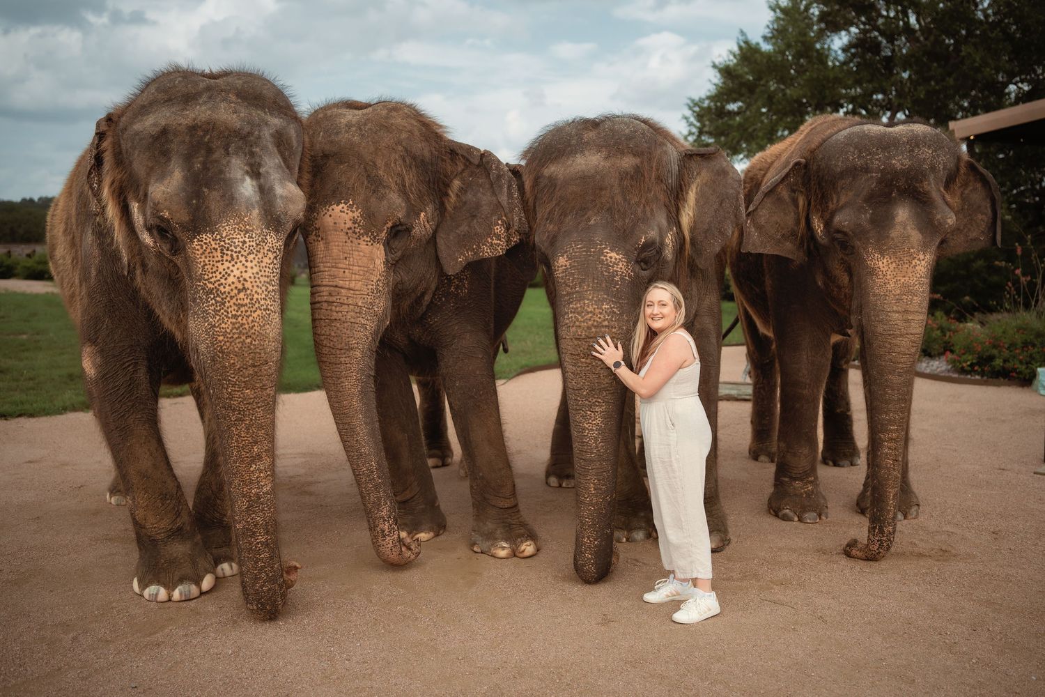 Woman smiling and posing with four large Asian elephants outdoors at what appears to be a wildlife sanctuary.