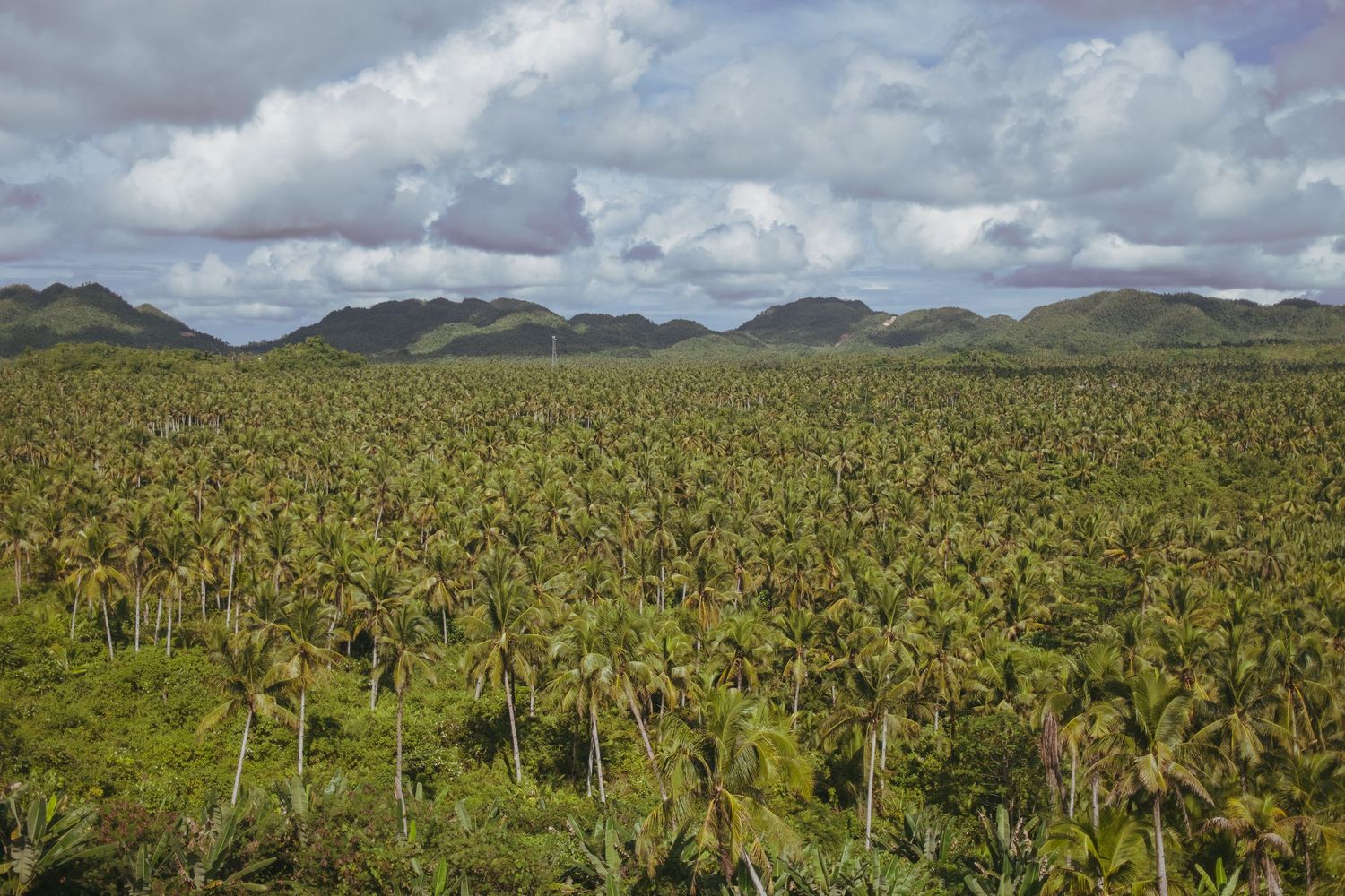 Aerial view of a vast banana plantation stretching across rolling hills under cloudy skies in a tropical landscape. Siargao Philippines.