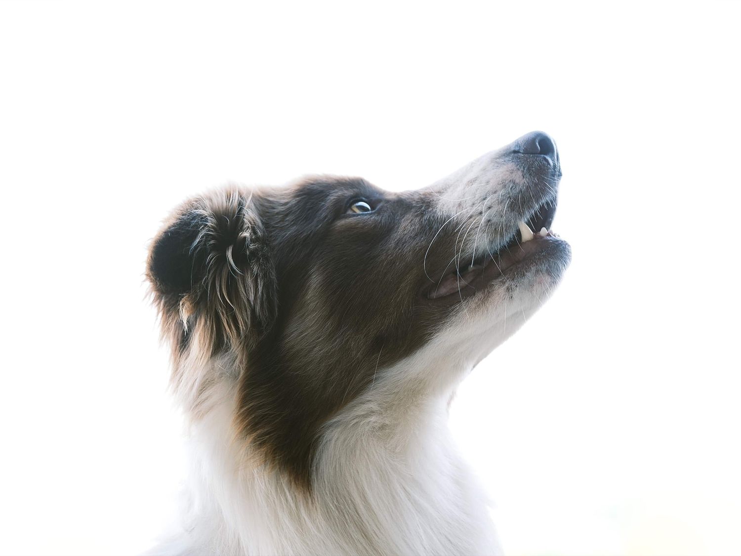 Photographie animaux de compagnie chien