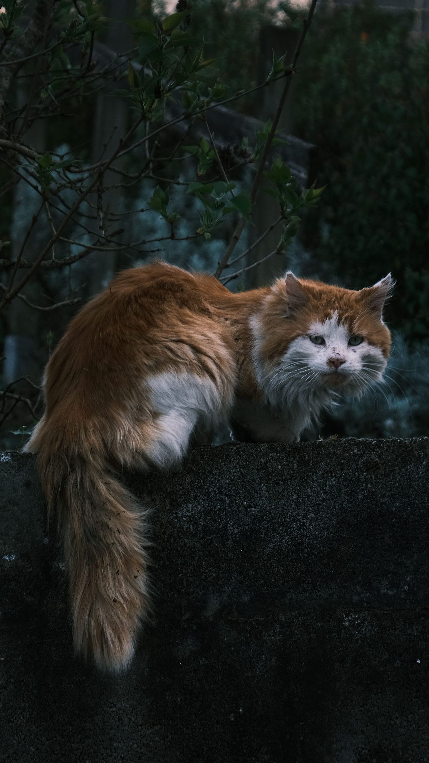 Photographie chat sauvage