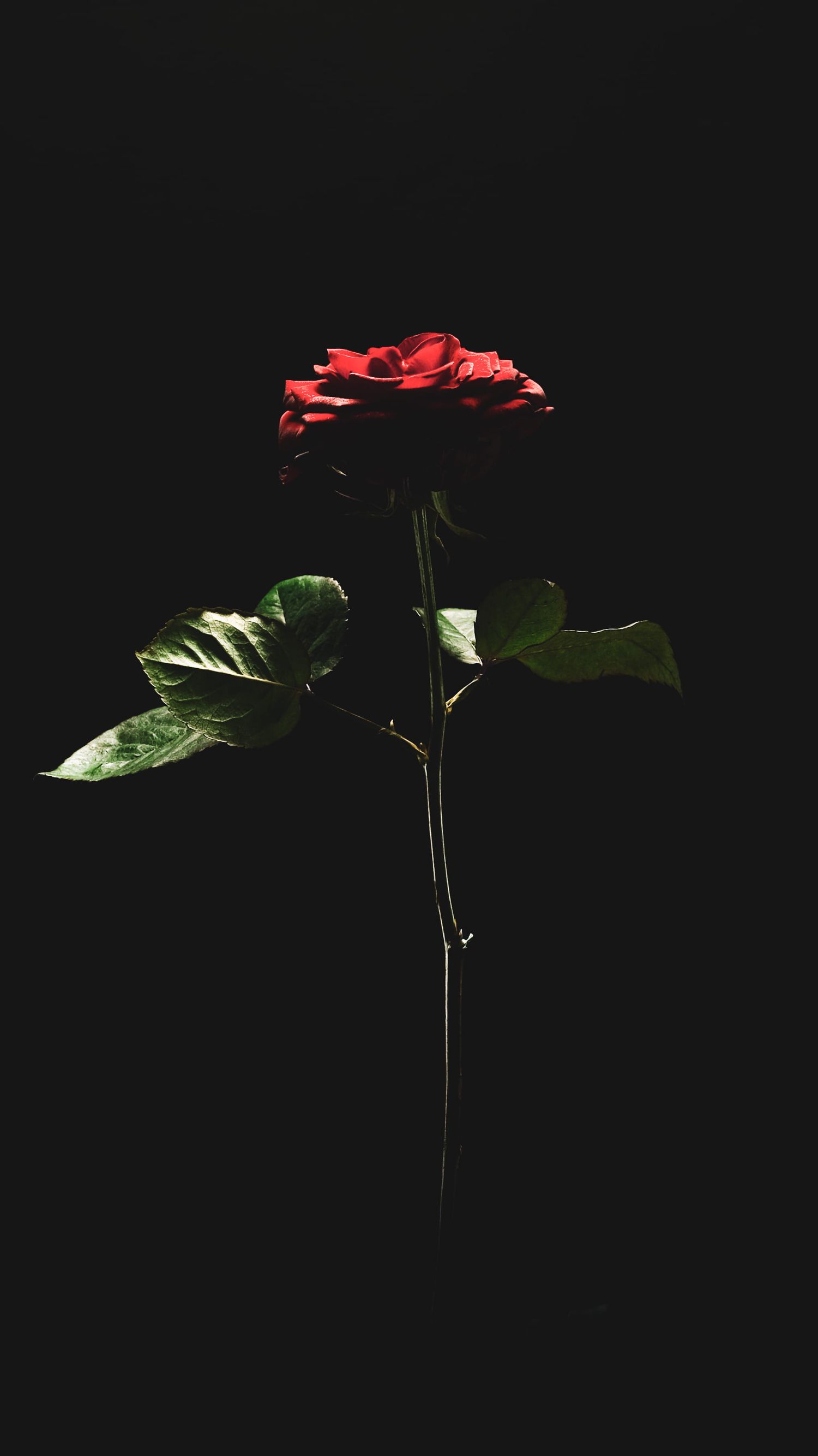 Photographie d'une rose