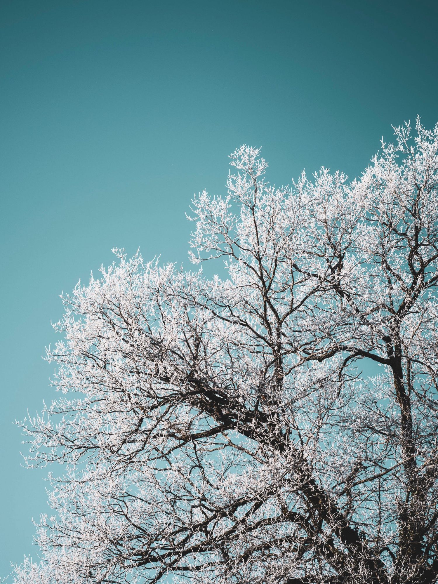 Photographie arbre hiver