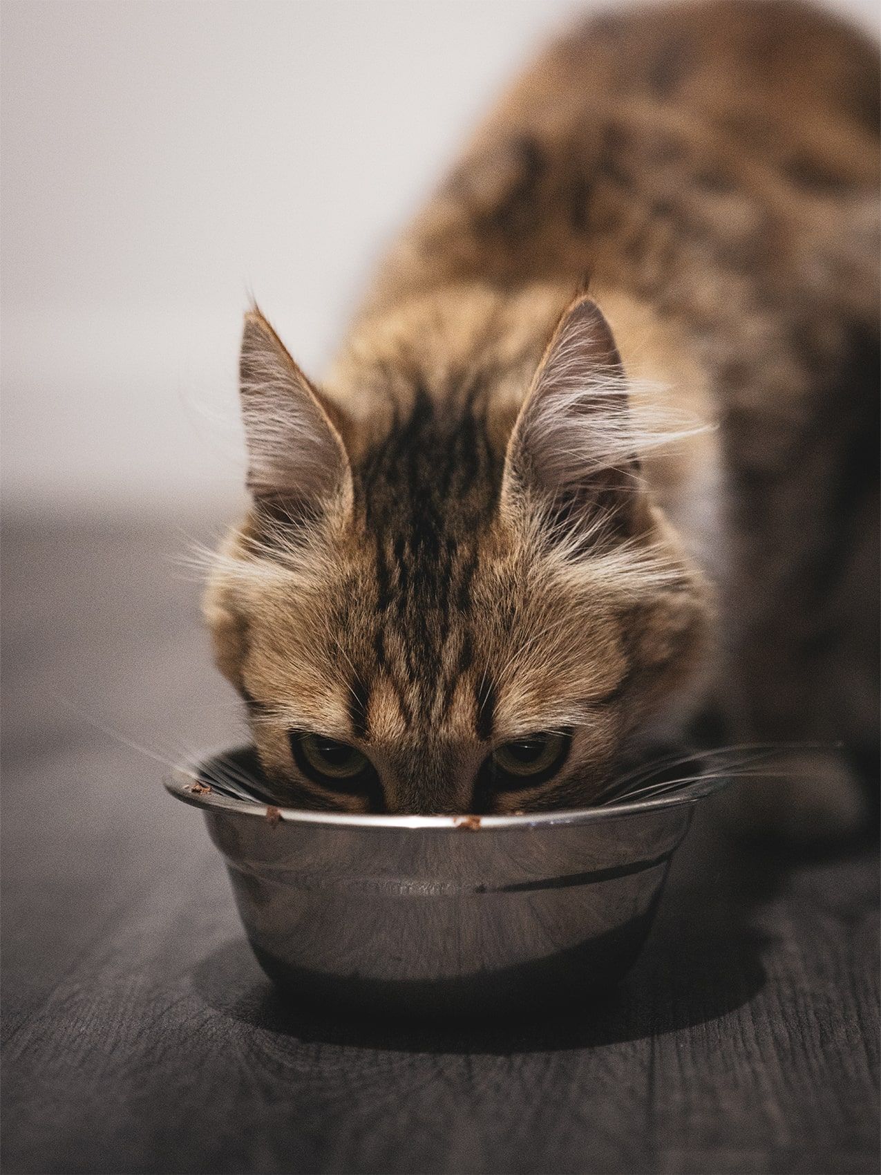 Photographie animaux de compagnie chat