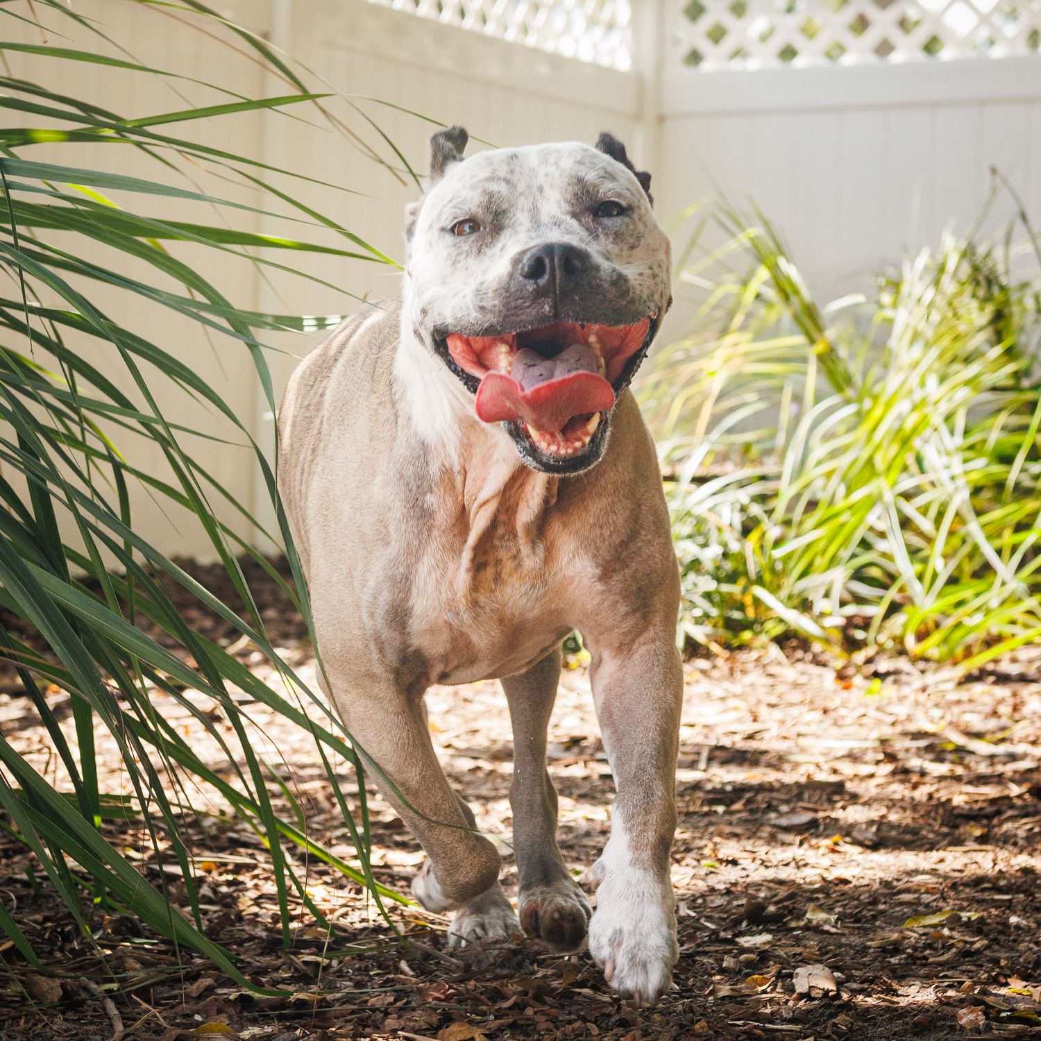 A large white and gray dog running towards the camera with a big smile