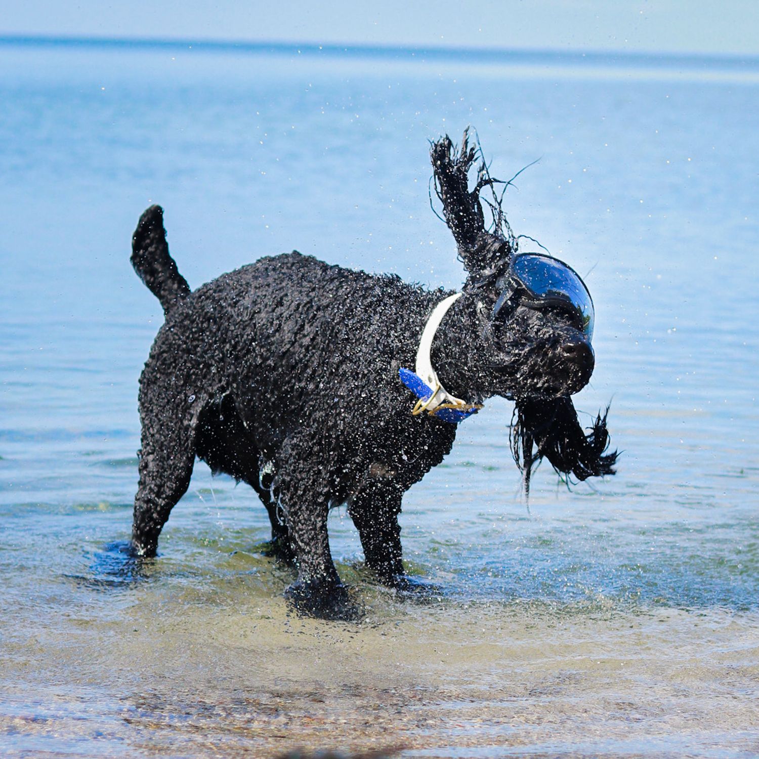 A standard poodle standing in the water shaking