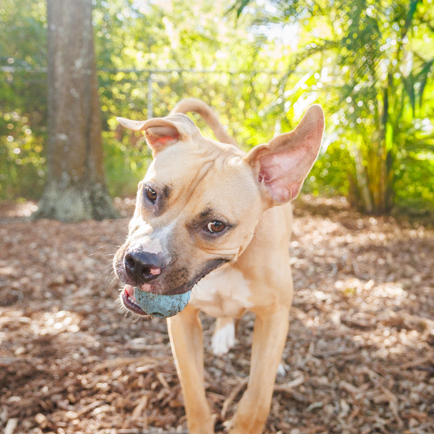 Meet Ziggy from SPCA Tampa Bay — a rescue dog captured by Wagology Photography in Clearwater, FL. Professional pet portraits supporting loca