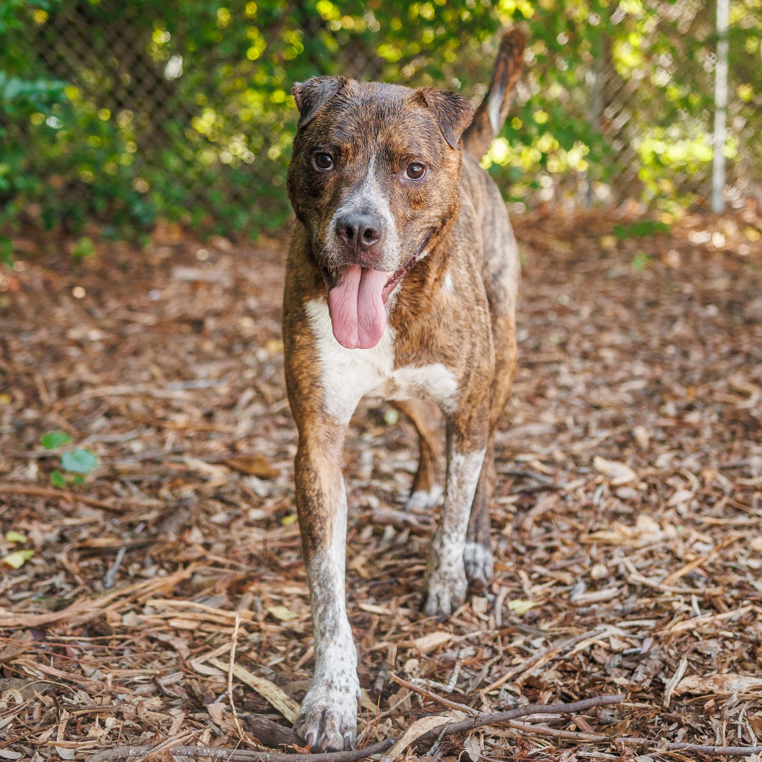 A tall brown dog trotting towards the camera with his mouth open
