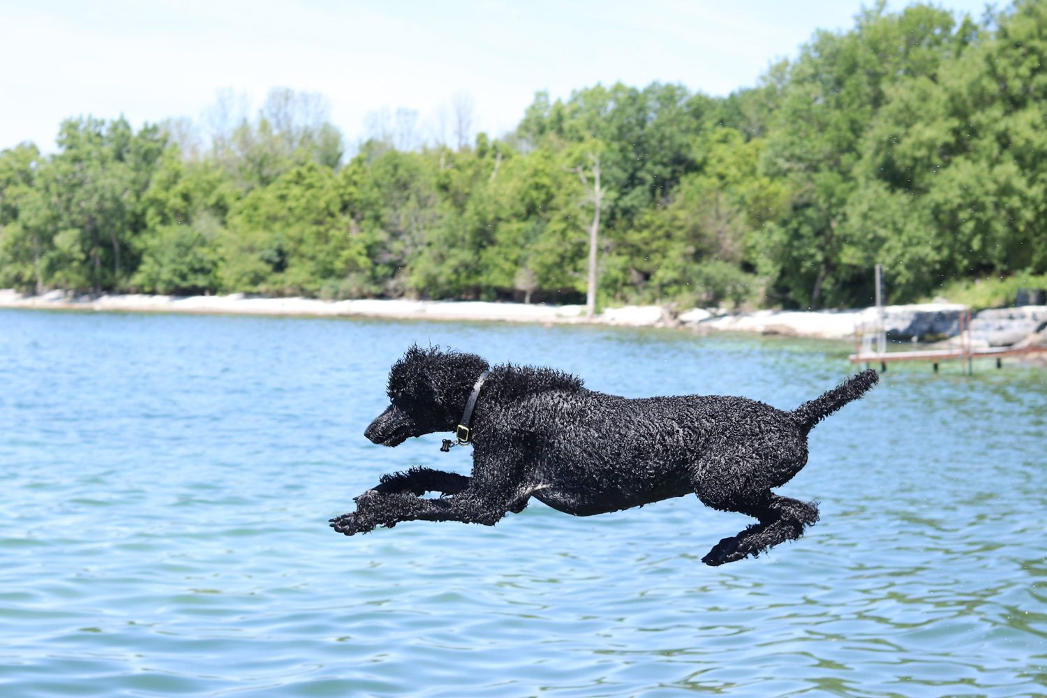 A standard poodle jumping mid air into the water