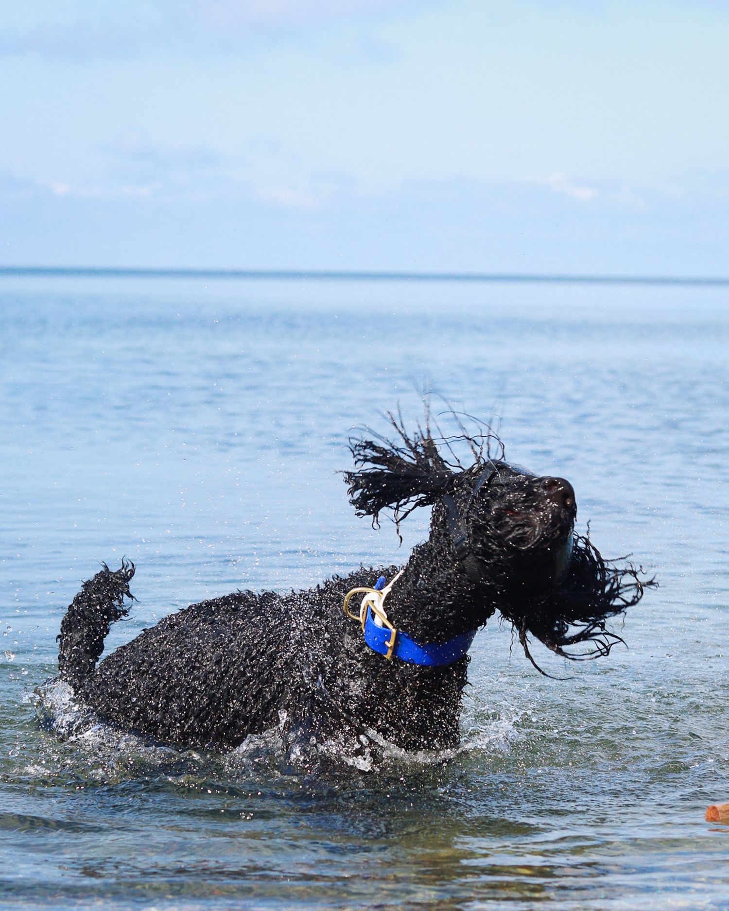 A black standard poodle shaking in the lake