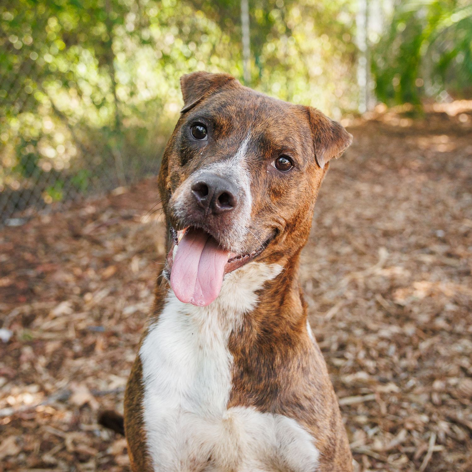 A large brown dog sitting and smiling at the camera