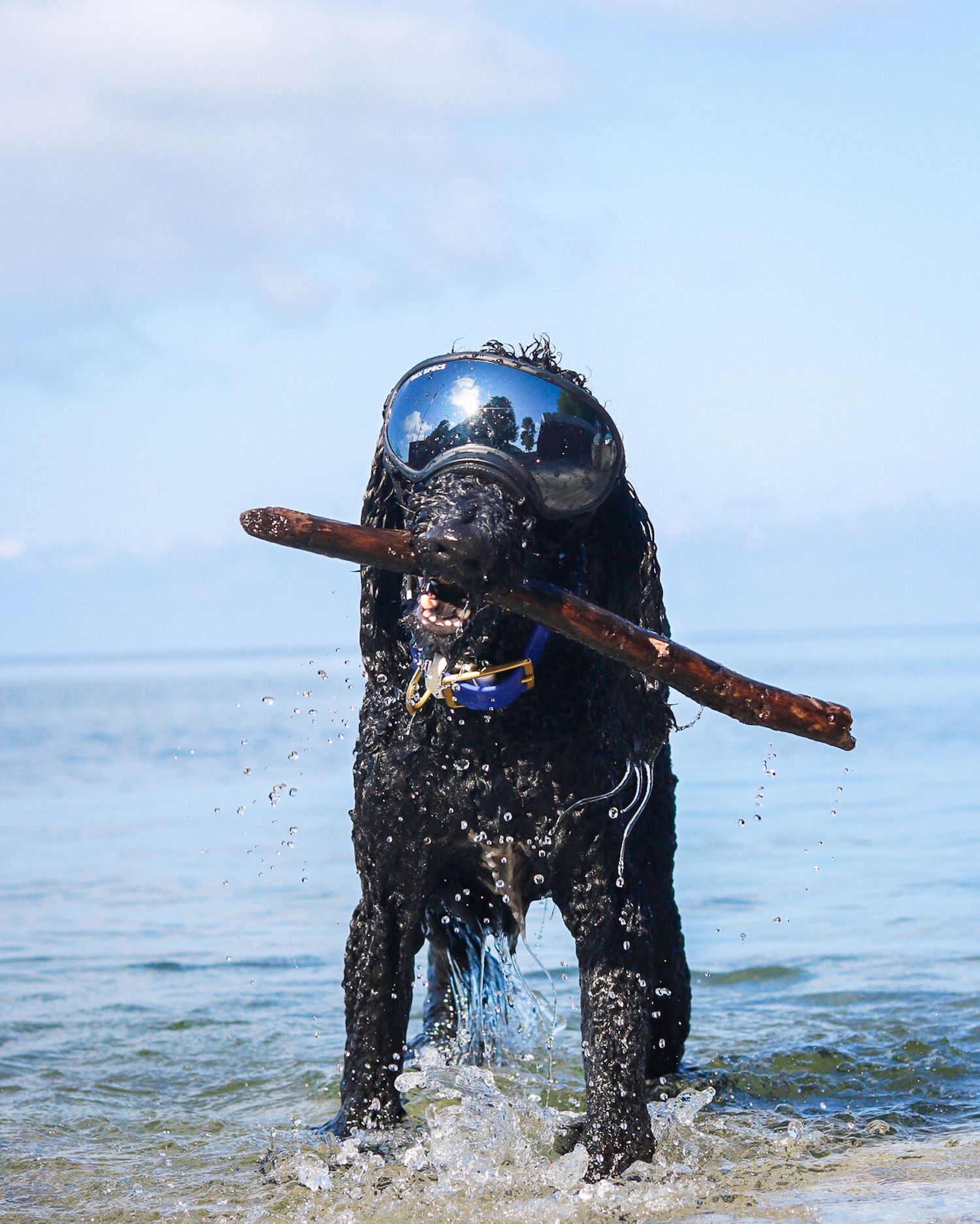 A standard poodle with goggles on with a stick in his mouth in the water