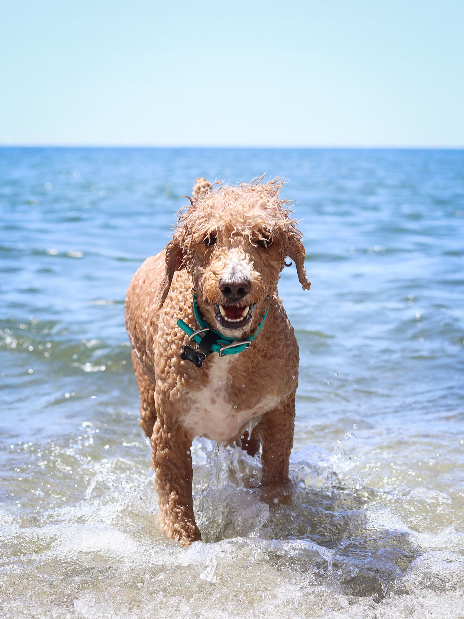 A mini goldendoodle walking out of the water