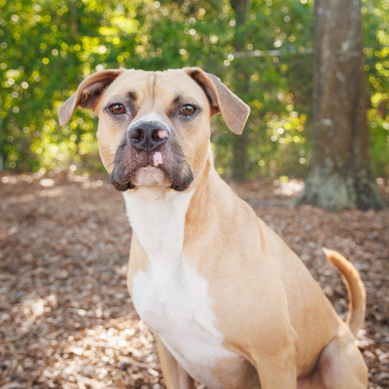 A large tan and white dog sitting in front of the camera