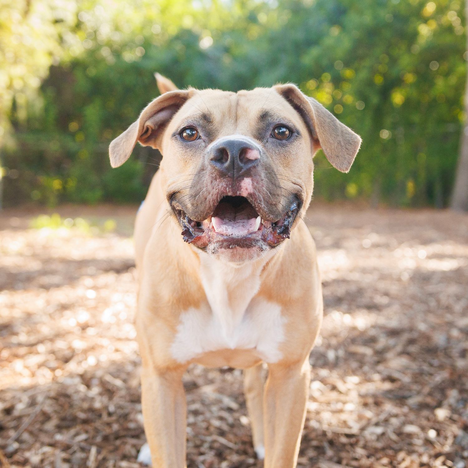 A large tan dog looking at the camera with his mouth open